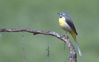 Motacilla cinerea